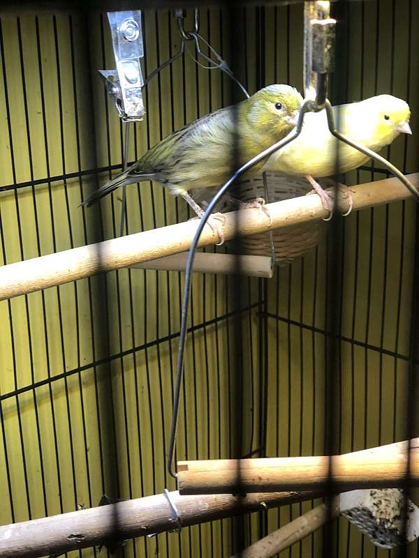 spanish-timbrado-canary-for-sale-in-whiteland-in