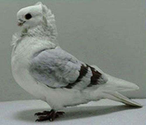 black-owl-pigeon-for-sale