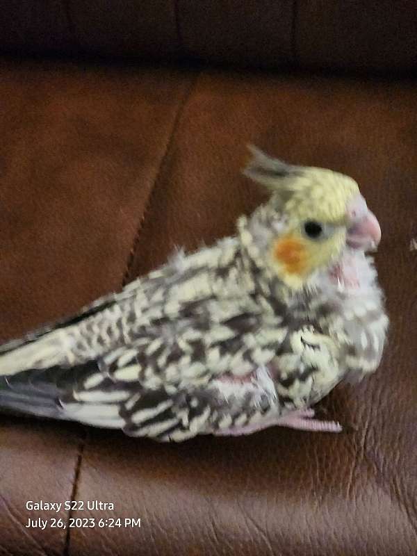 cockatiel-for-sale-in-fort-worth-tx