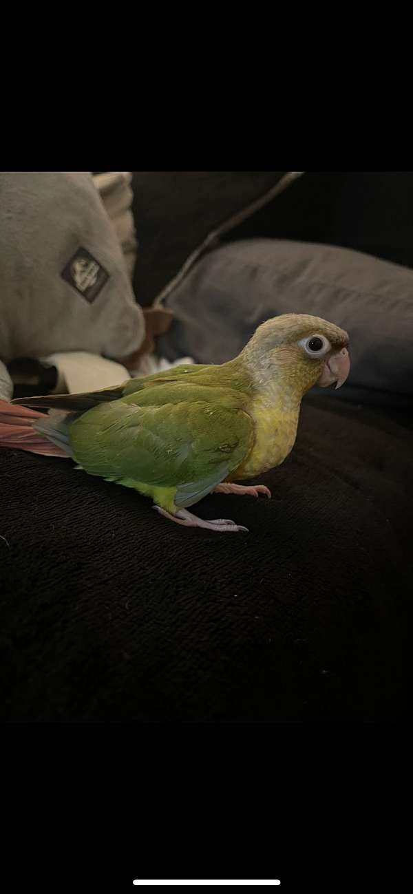 adult-green-cheek-conure-for-sale