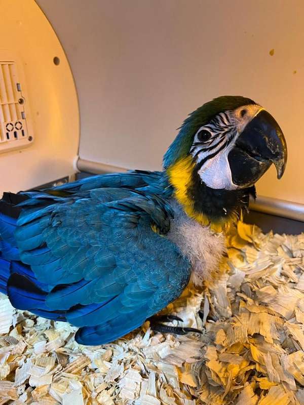 macaw-blue-gold-macaw-for-sale-in-irving-tx