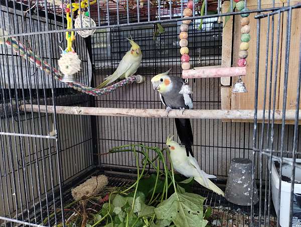 cockatiel-for-sale-in-jaxonville-fl