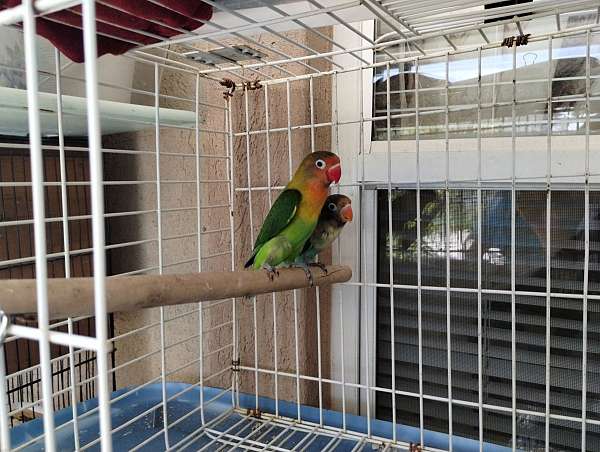 lovebird-for-sale-in-jaxonville-fl