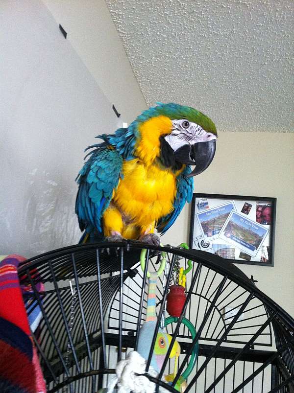 macaw-blue-gold-macaw-for-sale-in-illinois