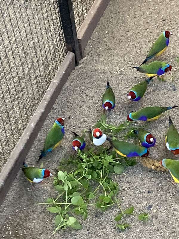 lady-gouldian-finch-for-sale-in-visalia-ca