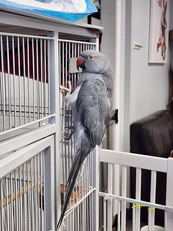 parakeet-for-sale-in-maryland