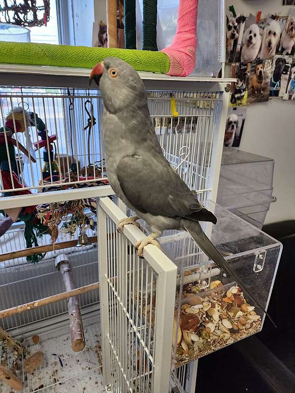 bird-for-sale-in-maryland