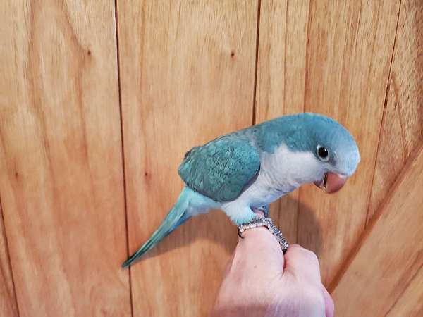 quaker-parrots-for-sale