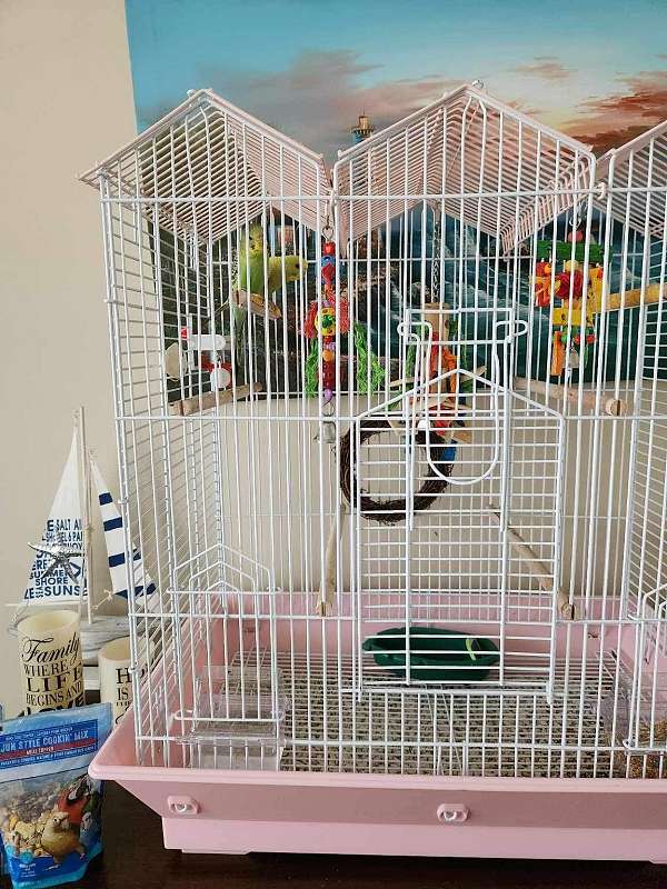 parakeet-for-sale