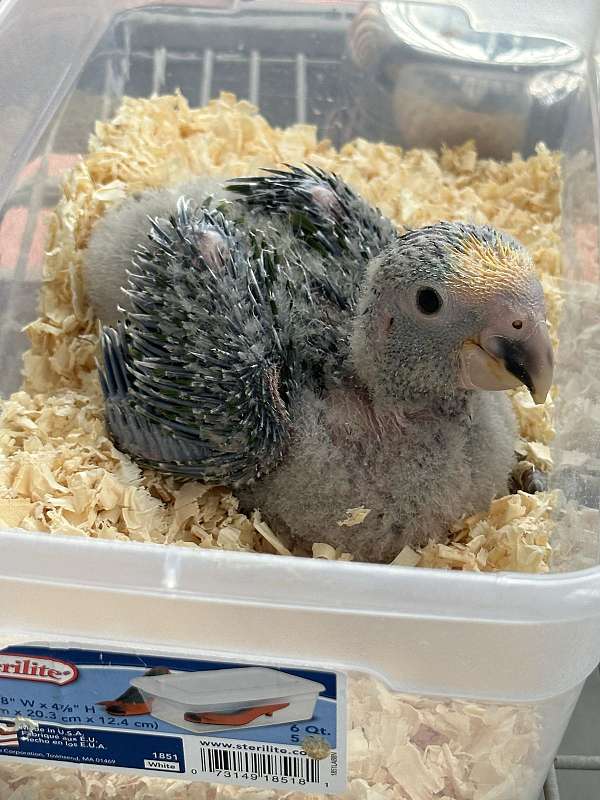 baby-amazon-parrot-for-sale