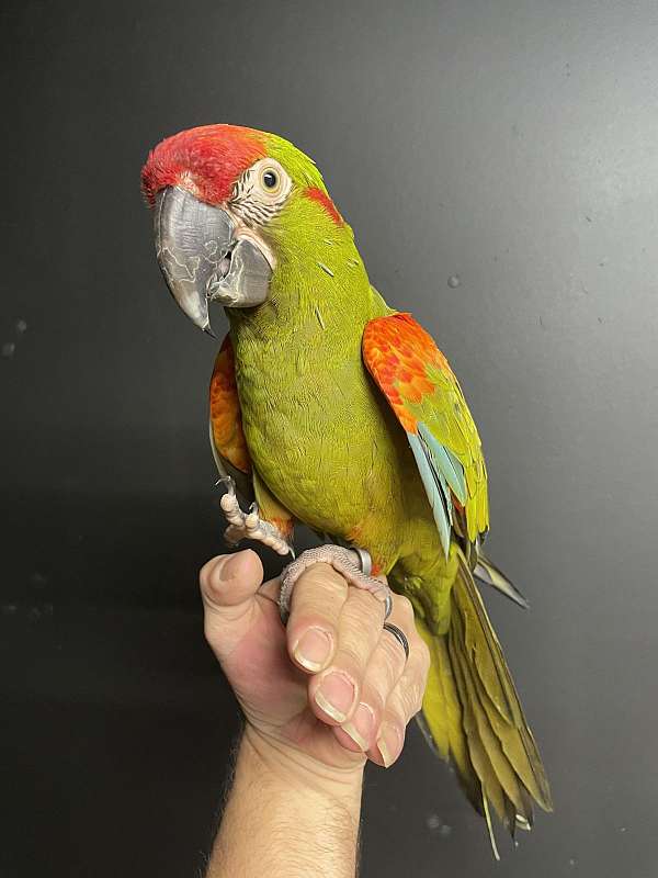 macaw-for-sale-in-altoona-pa