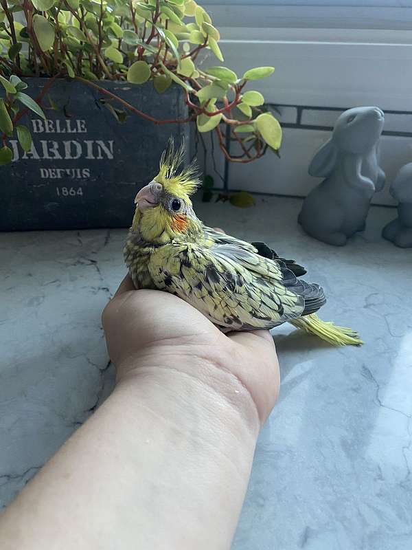 cockatiel-for-sale-in-massena-ny