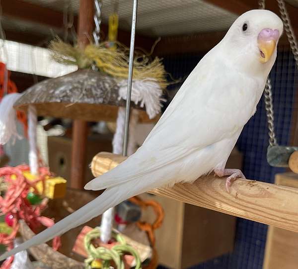 budgerigar-parakeet-for-sale