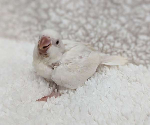 albino-bird-for-sale-in-hutchinson-mn