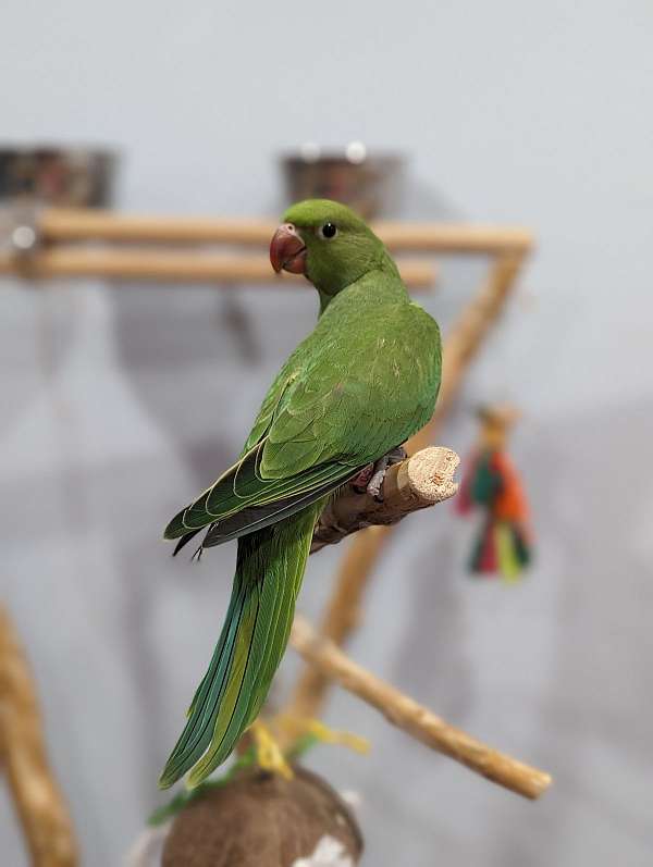 ringneck-parakeet-for-sale-in-hutchinson-mn