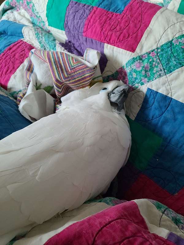 white-cockatoo-for-sale