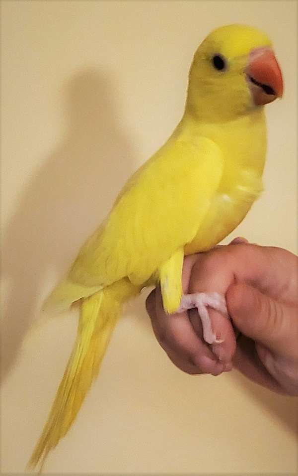 lutino-yellow-bird-for-sale-in-cynthiana-ky