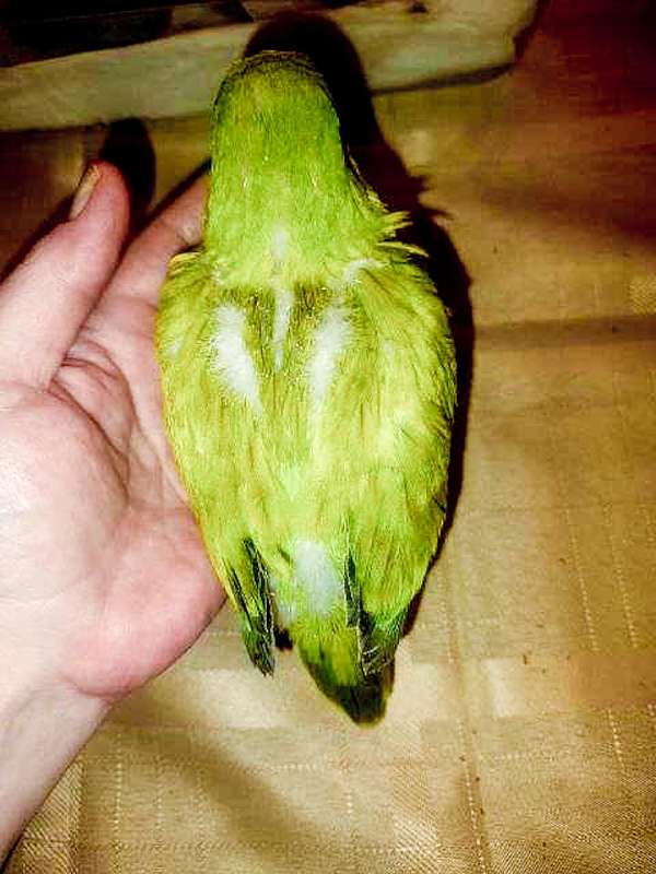 quaker-parrots-for-sale