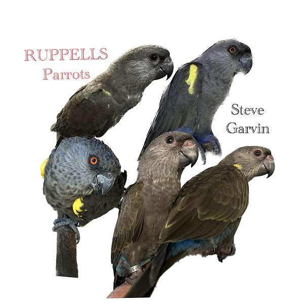 brown-parrot-poicephalus-parrots-for-sale