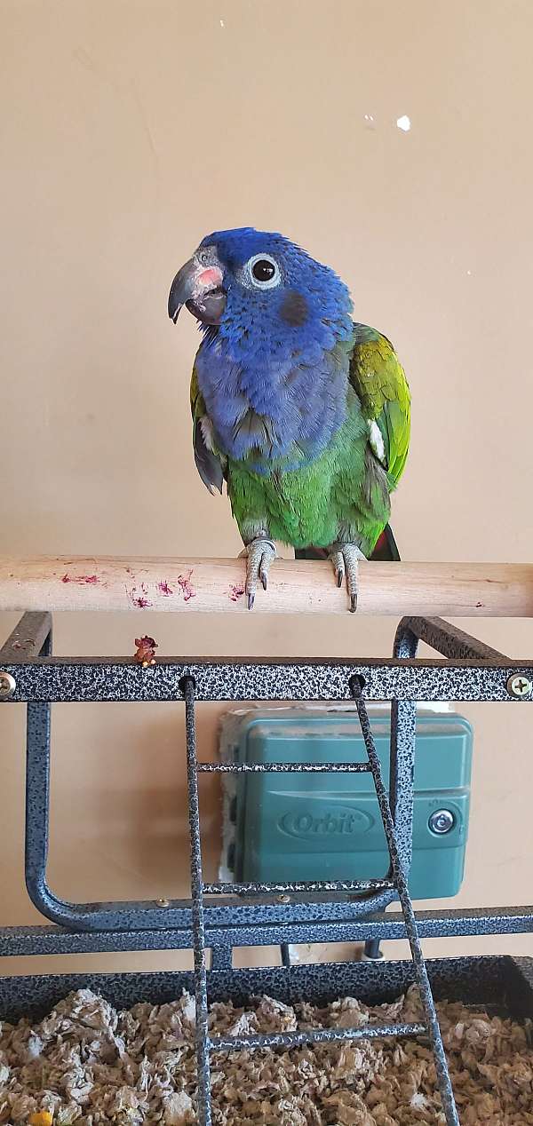 aggressive-pionus-parrots-for-sale