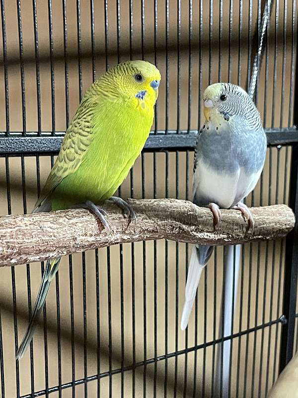 parakeet-for-sale