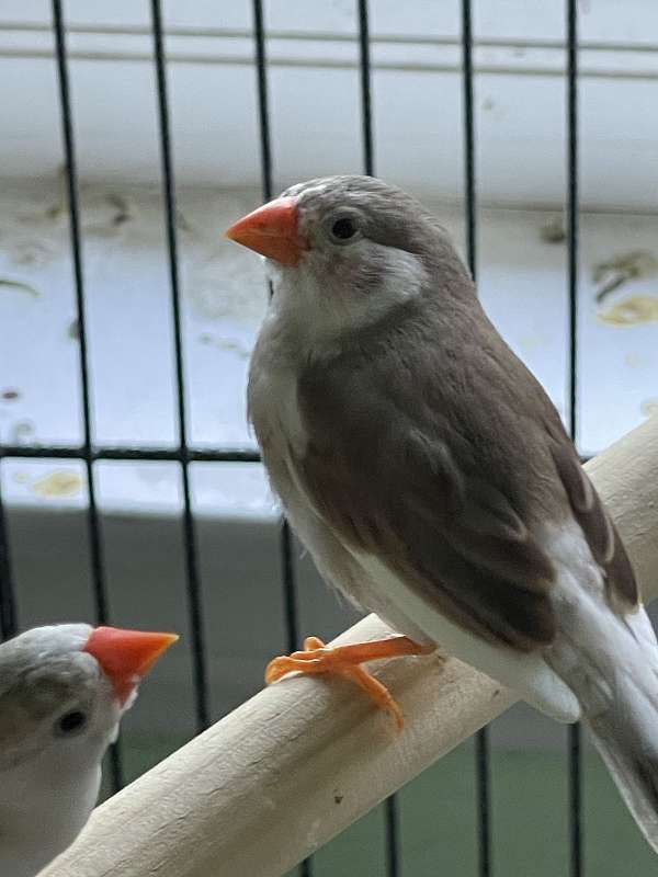Zebra finches