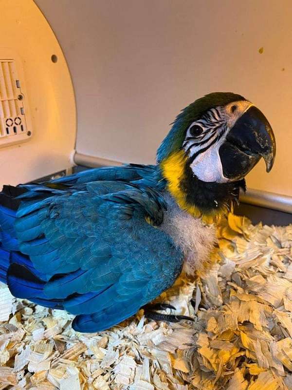 macaw-for-sale-in-rowlett-tx