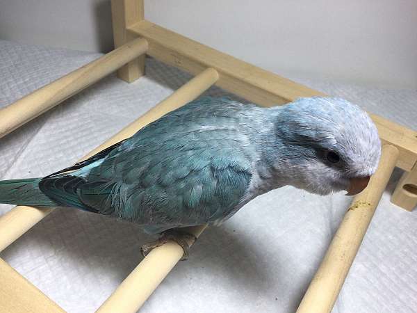 small-blue-bird-for-sale