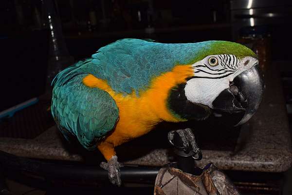 blue-gold-bird-for-sale-in-nevada