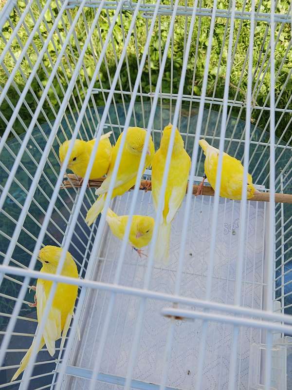 canary-for-sale