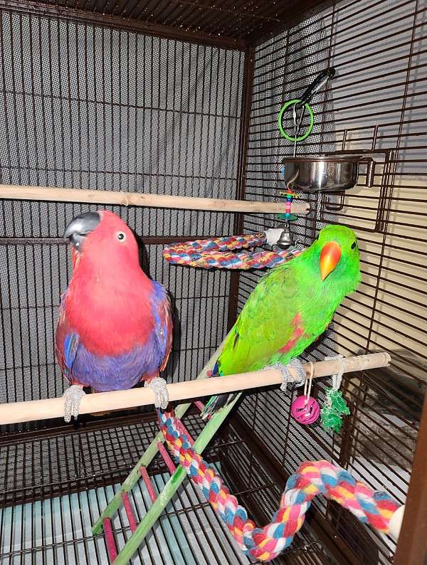 eclectus-parrots-for-sale-in-weslaco-tx