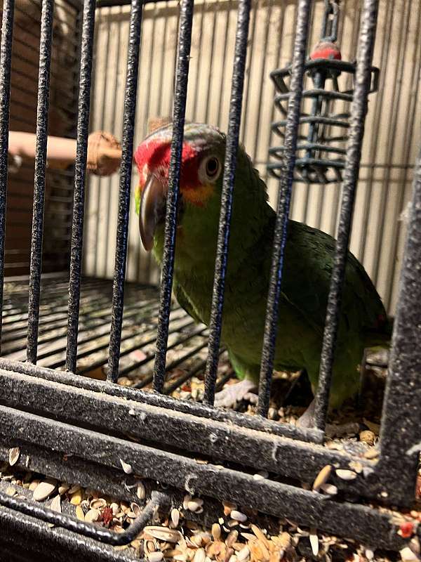 amazon-parrot-for-sale-in-janesville-wi