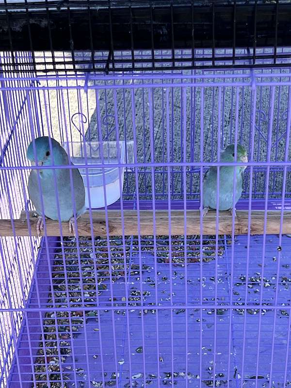 blue-bonded-pair-tame-bird-for-sale