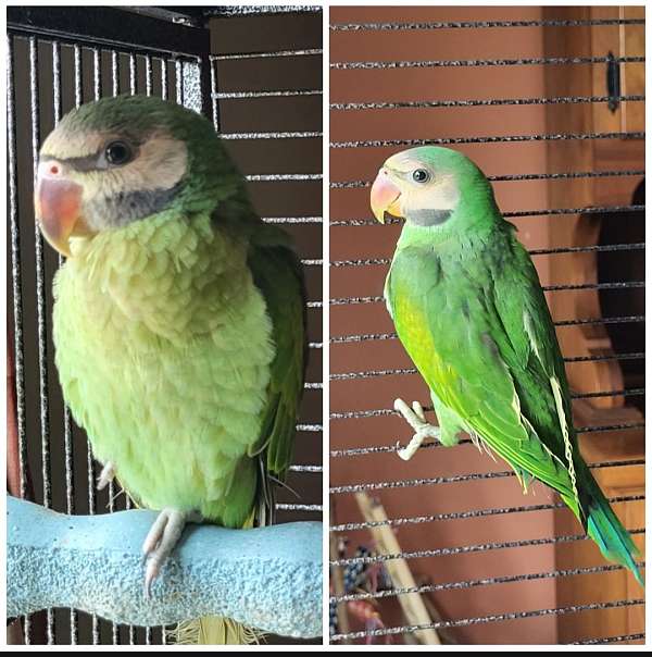 parrot-for-sale-in-north-lewisburg-oh