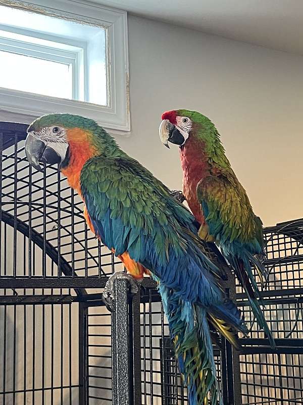 macaw-for-sale