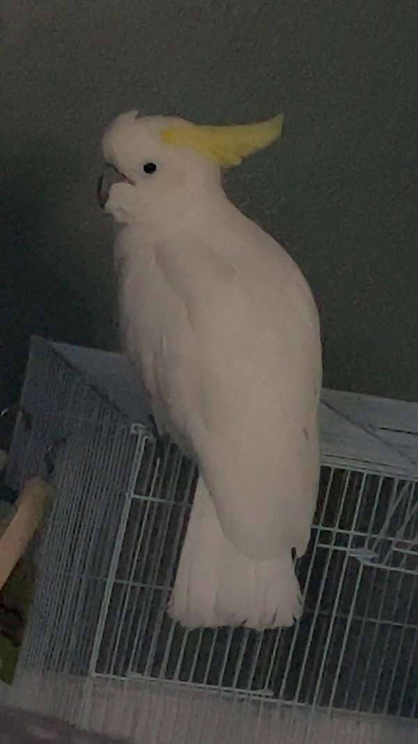 eleanora-cockatoo-for-sale-in-mustang-ok