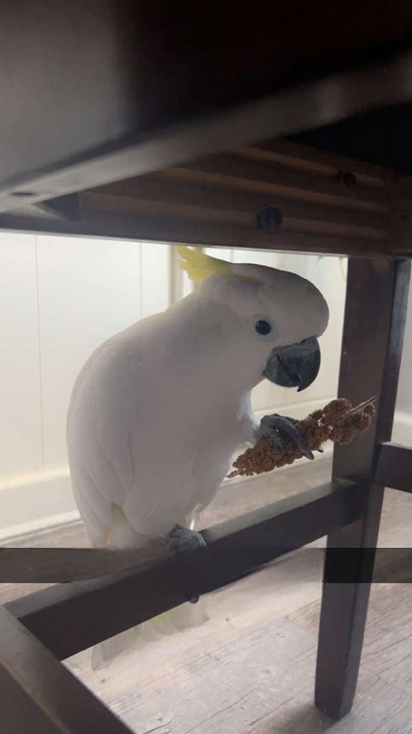 eleanora-cockatoo-for-sale