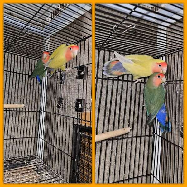 green-yellow-bird-for-sale-in-dudley-ma