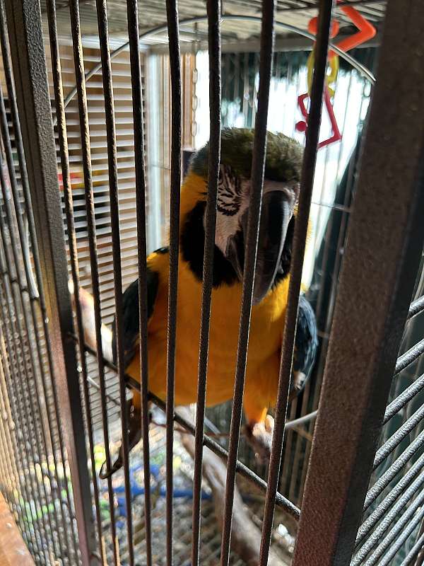 blue-gold-macaw-for-sale-in-janesville-wi