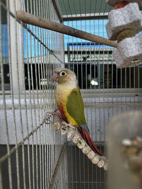 bonded-pair-conure-parrot-for-sale