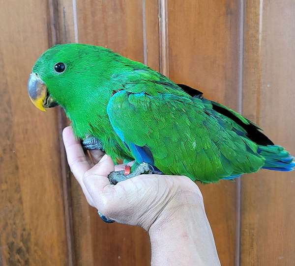 solomon-island-eclectus-parrots-for-sale