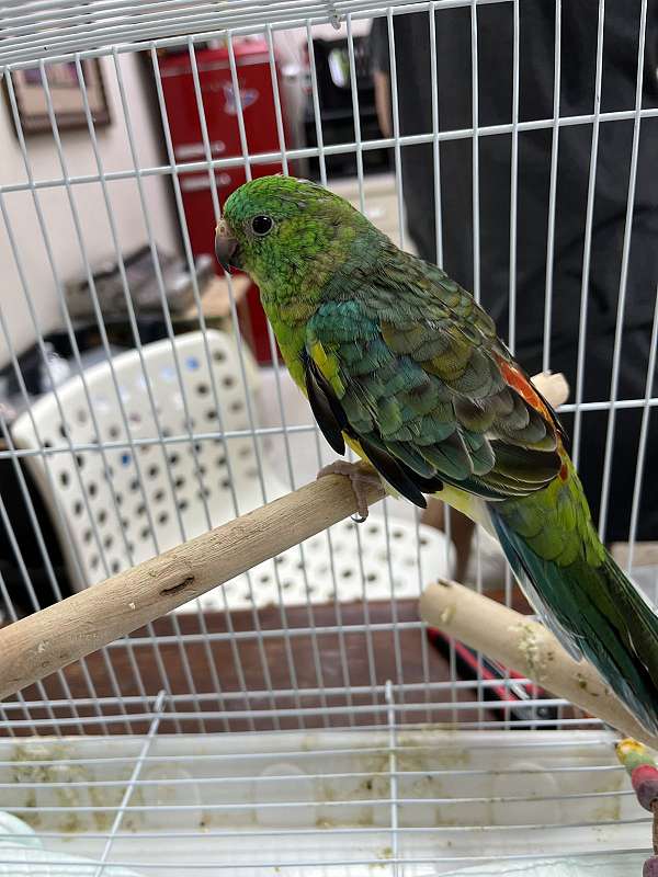 red-rumped-parakeet-for-sale-in-norcross-ga