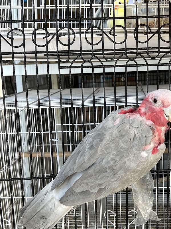 rose-breasted-cockatoo-for-sale