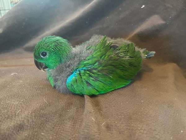 eclectus-parrots-for-sale-in-bryan-tx