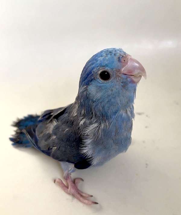 cobalt-bird-for-sale-in-warwick-ri