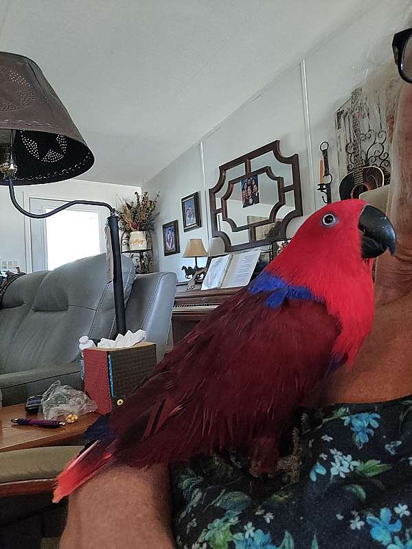 eclectus-parrots-for-sale-in-bertram-tx