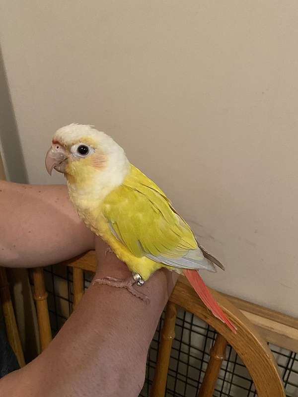 conure-for-sale