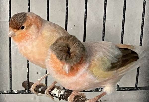bird-parrot-for-sale-in-grovetown-ga