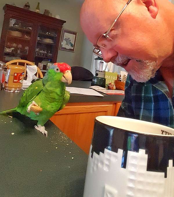 red-head-amazon-parrot-for-sale-in-new-kent-va