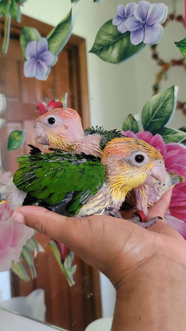 white-bellied-caique-for-sale-in-dade-city-fl